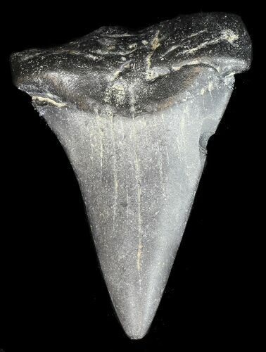 Large, Fossil Mako Shark Tooth - Georgia #43054